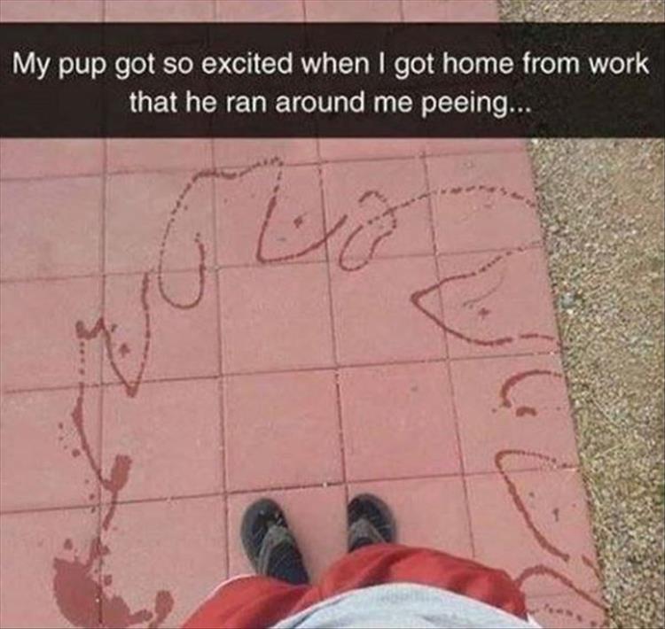 dog-got-so-excited-he-peed.jpg