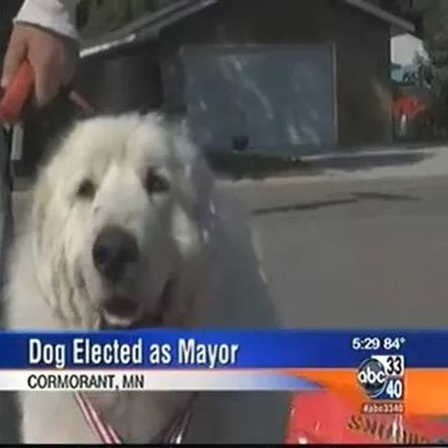 dog mayor.jpg