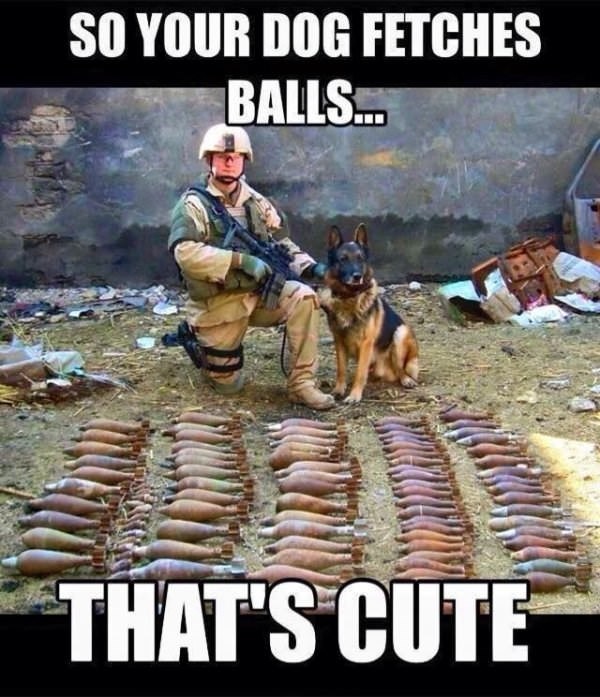 dog-meme-about-a-service-dog-that-fetches-grenades-instead-of-sticks.jpeg