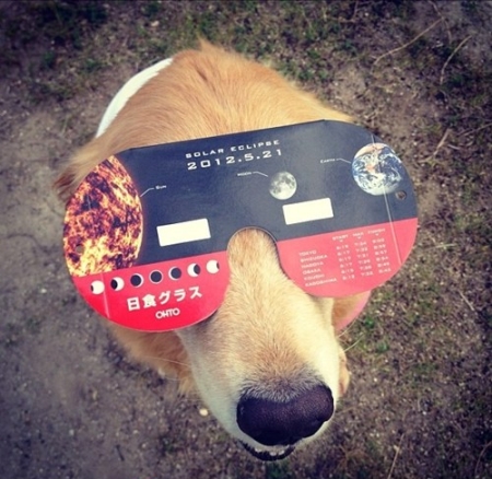 dog-with-solar-eclipse-glasses.jpg