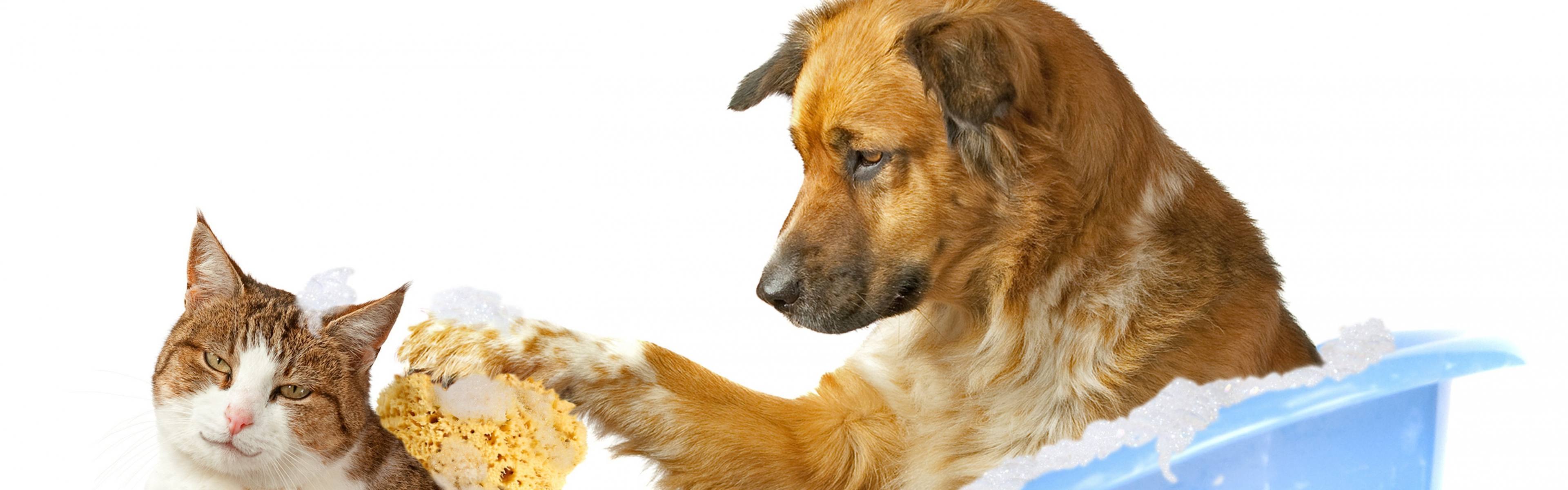 dog_bathing_cat_sponge_foam_bath_funny_white_background_friendship_78757_3840x1200.jpg