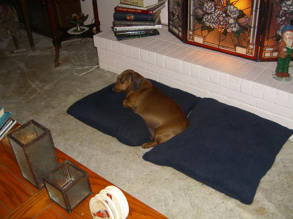 dogs 2 008.jpg