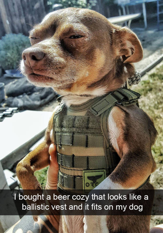 dogs_are_the_top_02.jpg