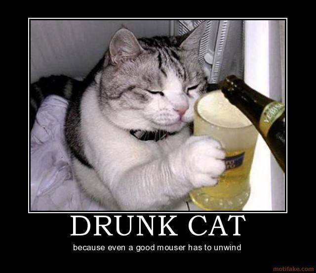 DRUNKCAT.jpg