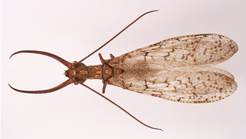 eastern_dobsonfly05.jpg