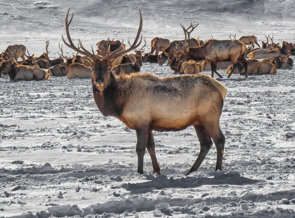 Elk Tetons-.jpg