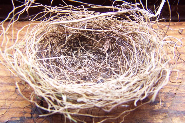 empty_nest.jpg