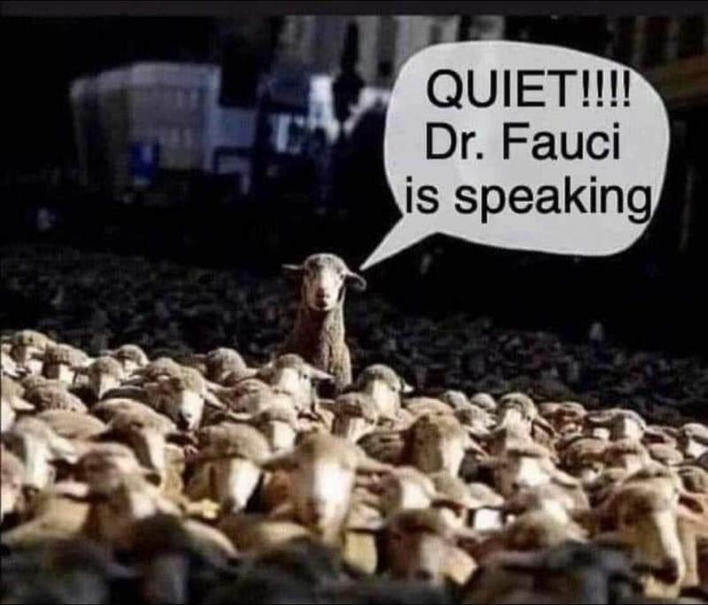 Fauci sheep.jpg