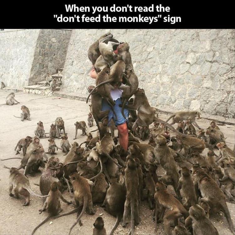 feeding-the-monkeys.jpg