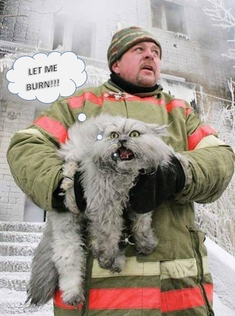 Firefighter pulling a cat 2.jpg