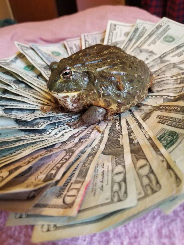 frog pay.jpg