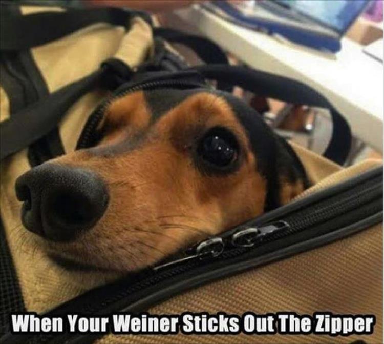funny-animals-317.jpg