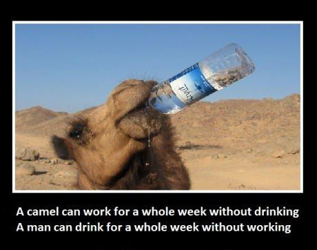 Funny-Camel-24.jpg