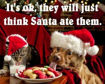 Funny-Christmas-Dog-021.jpg