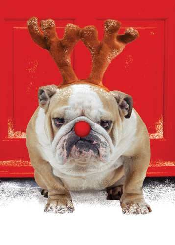 Funny-Christmas-Dog-031.jpg