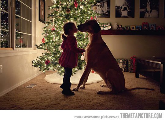 Funny-Christmas-Dog-151.jpg