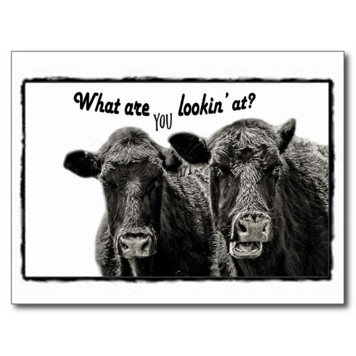 Funny-Cows-20.jpg