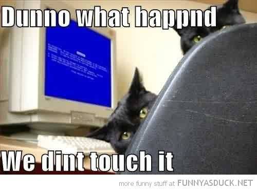 funny-didnt-touch-it-cats-computer-blue-screen-death-pc-pics.jpg