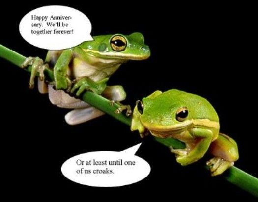 funny-frog-07.jpg