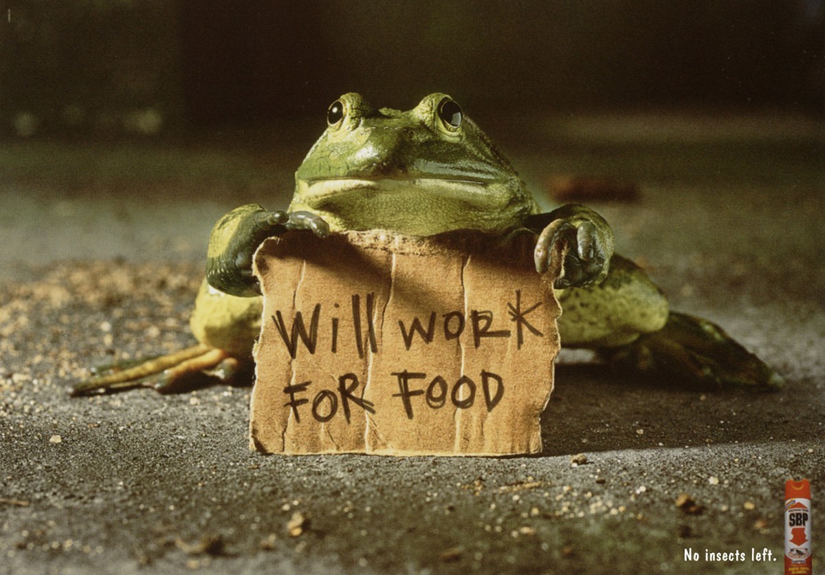 funny-frog-wallpaper-sign.jpg