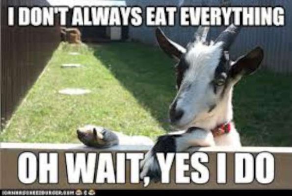 Funny-Goat-Memes-eat-everything-W630.jpg.cf.jpg