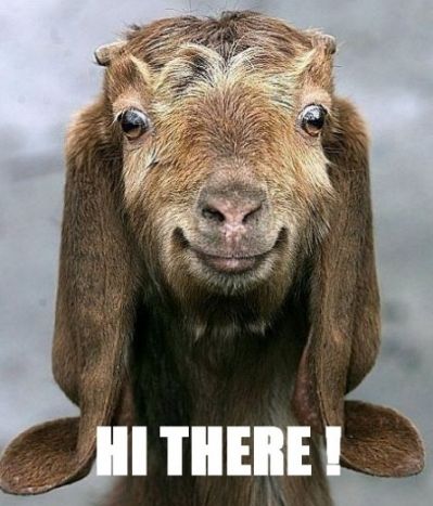 funny-goat-picture-08-445x520.jpg.cf.jpg