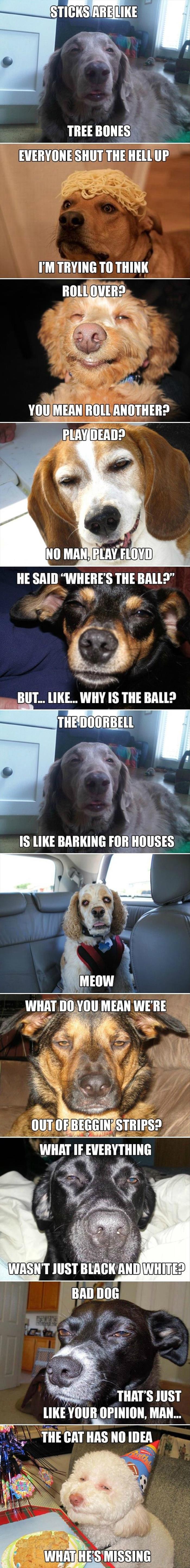 funny-meme-high-dogs-1.jpg