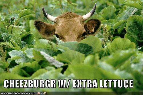 funny-pictures-cow-lettuce-cheeseburger.jpg