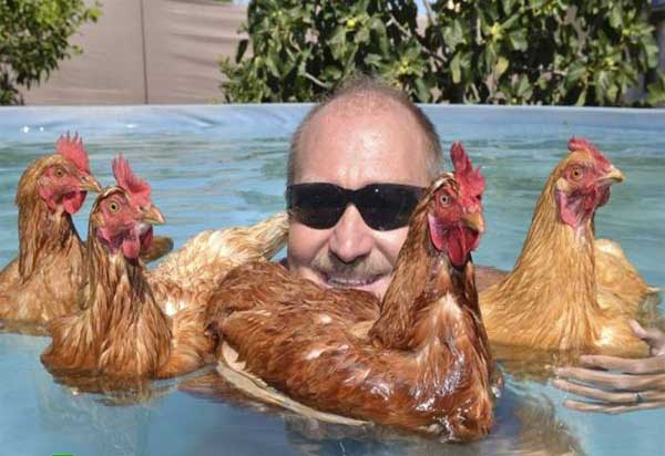 funny-pictures-go-swimming-with-hen.jpg