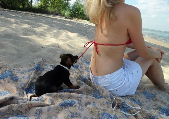 funny-puppy-beach-bra-take-off-good-boy.jpg