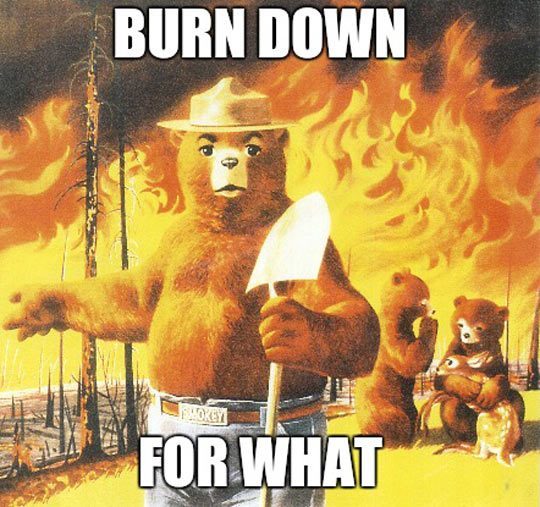 funny-Smokey-bear-fire-forest.jpg