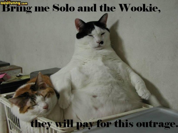 funny_cats_star_wars_cat_i_has_a_funny_600x449804.jpg