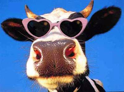 funny_cow_pink_glasses.jpg