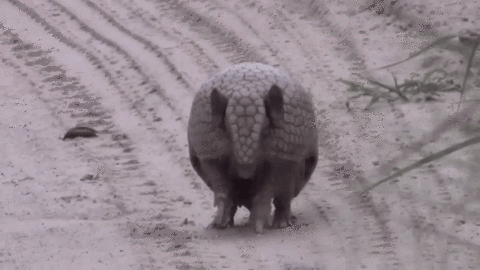 gifdump_1321_09.gif
