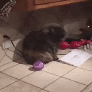 gifdump_1355_08.gif