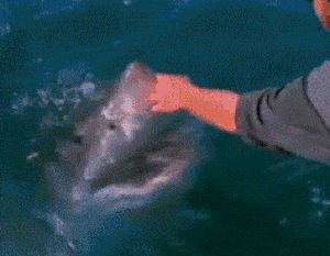 gifdump_4997_44.gif
