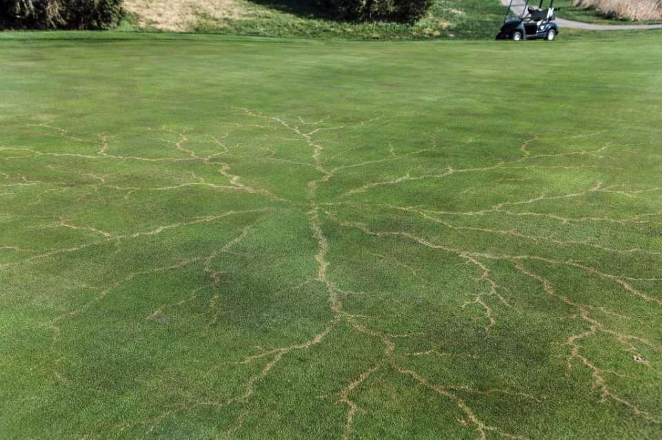 Grass after it has been struck by lightning.jpg