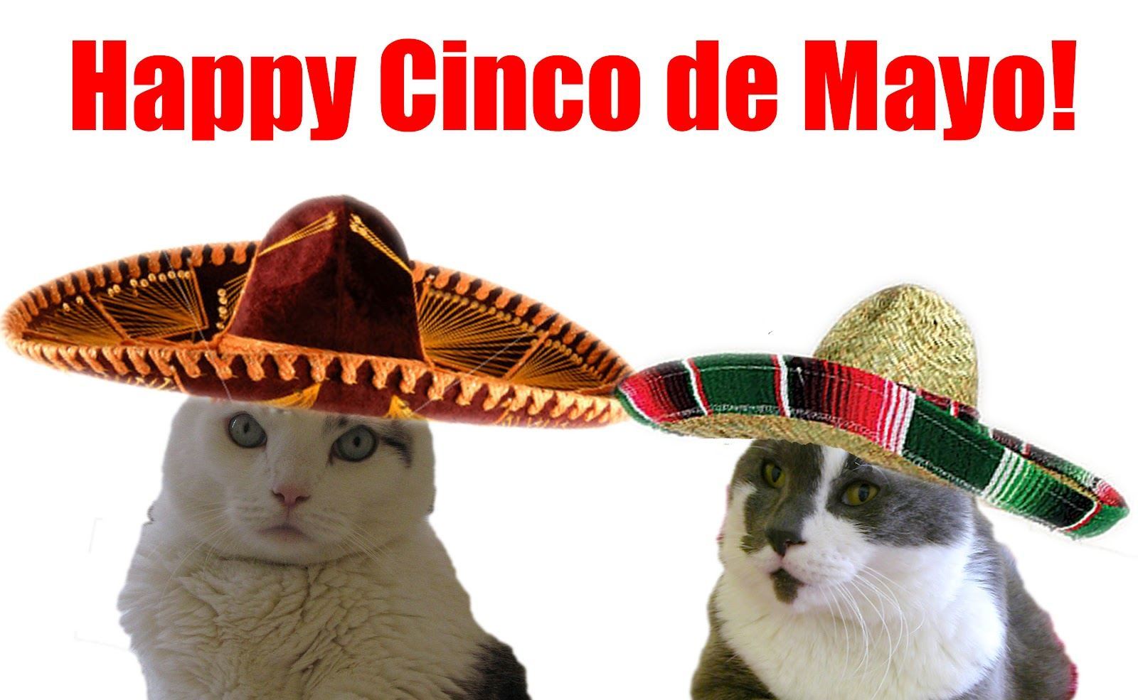 Happy Cinco De Mayo Cats.jpg