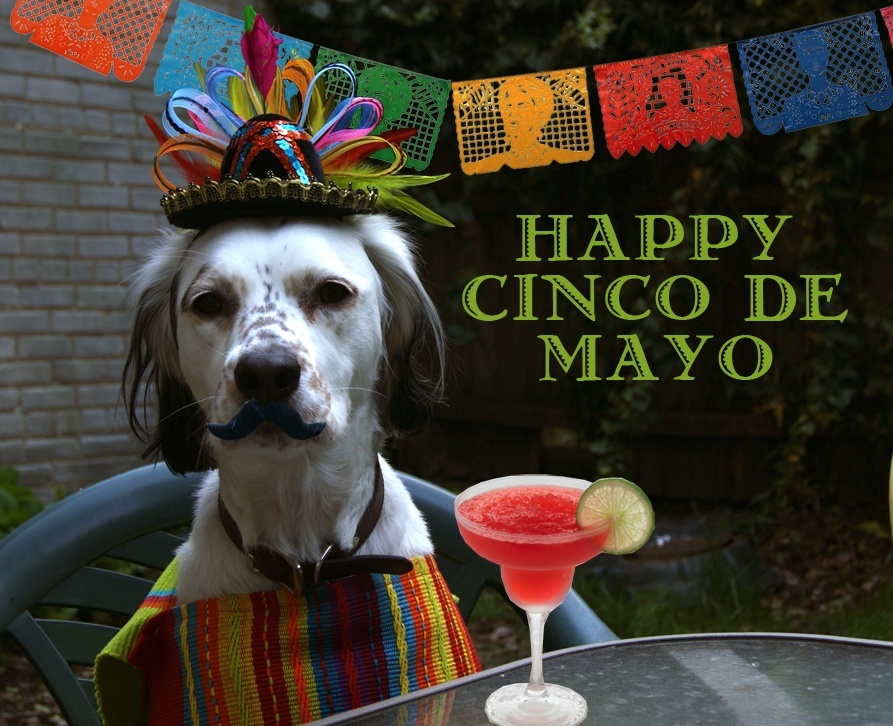 Happy Cinco De Mayo Dog.jpg