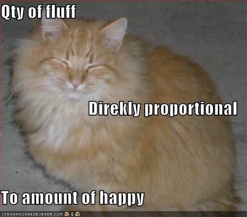 happy-fluffy-orange-cat.jpg