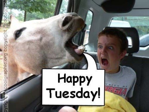 happy_tuesday-7440.jpg