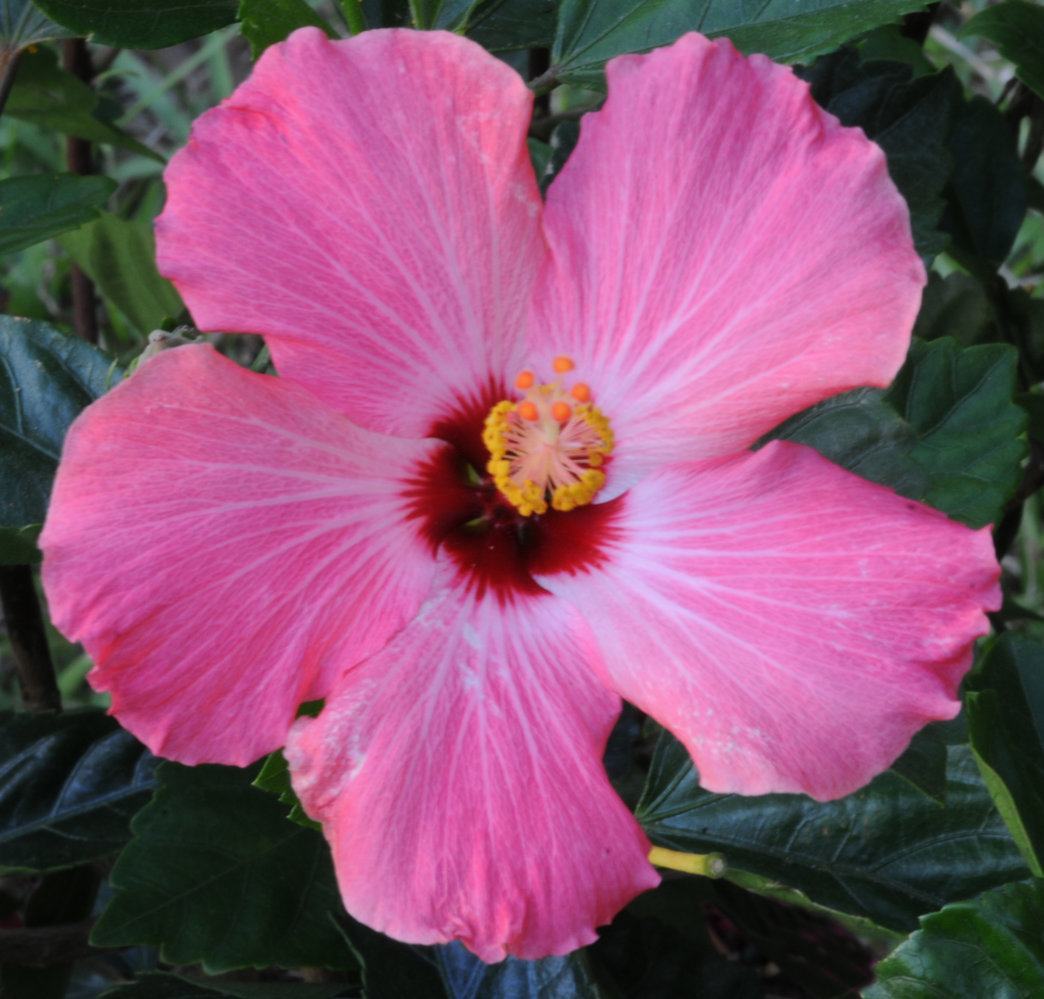 Hibiscus All in focus_1765 cropped.jpg