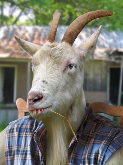 Hillbilly-Goat-21630.jpg.cf.jpg