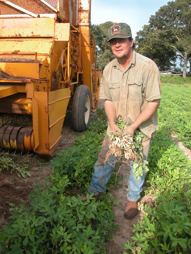 Hollandtown--Holland-Farm--Peanut-Picking_02.jpg