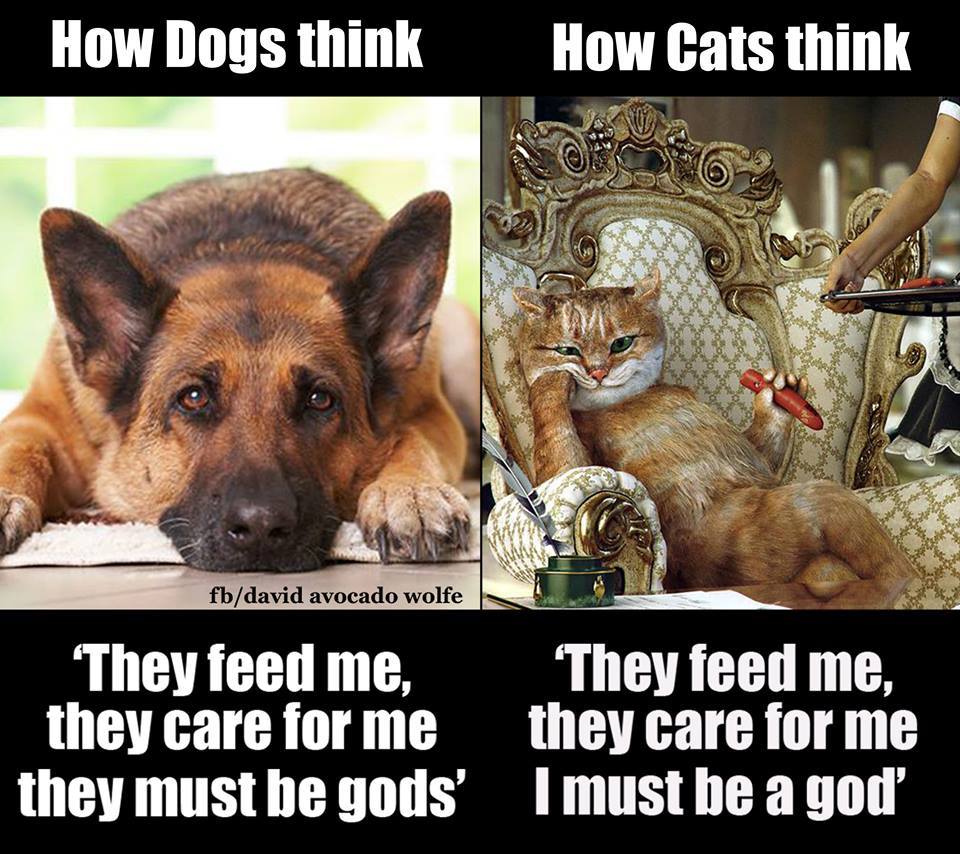 How+dogs+and+cats+think.jpg