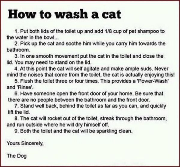 How_To_Wash_A_Cat.jpg