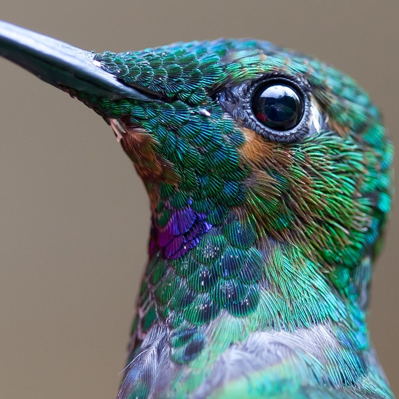 hummingbird.jpg