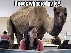 hump-day-camel-gif-240x179.jpg