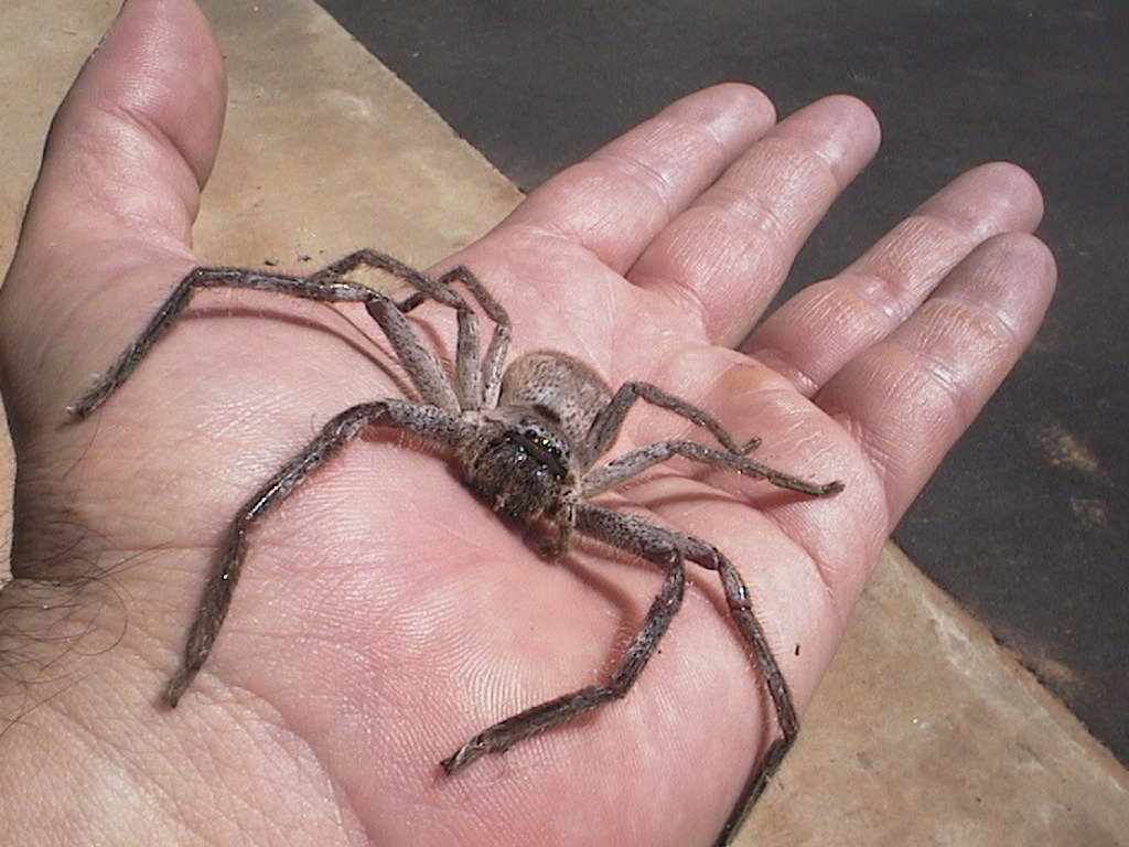 huntsman-spider.jpg