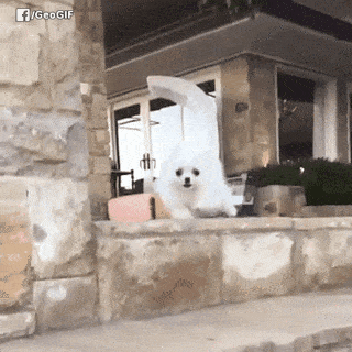 image.gif